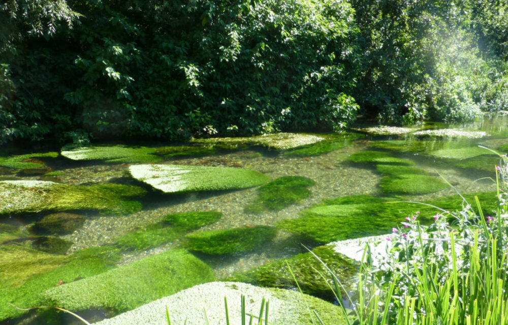 A beautiful healthy chalk stream in the summer sunshine