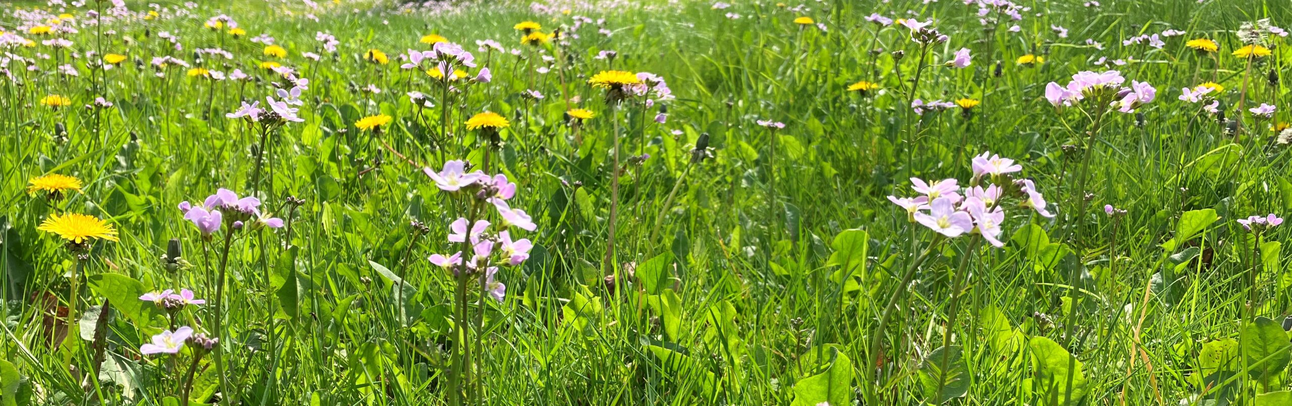 Nature Recovery - North Wessex Downs AONB