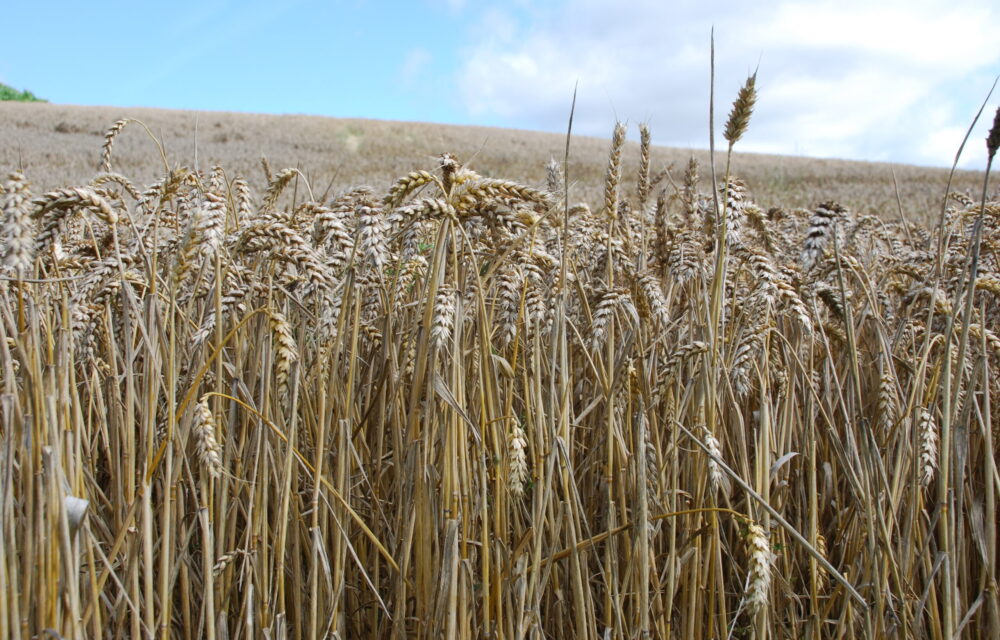 wheat field